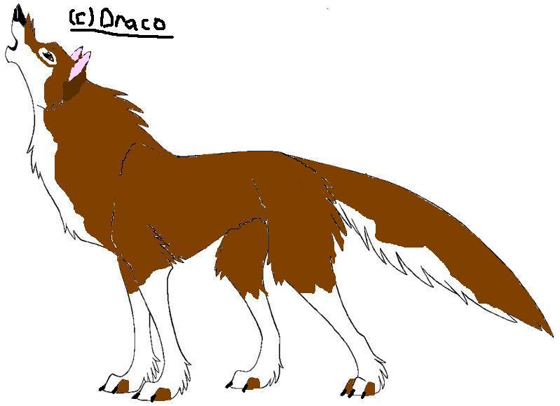 new dog for adoption.JPG