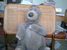 Baloo.jpg