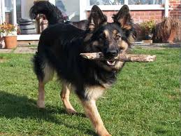 germanshepherd.jpg