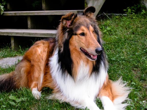 rough_collie.jpg