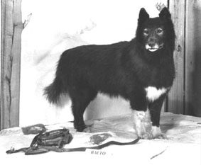 balto11.jpg