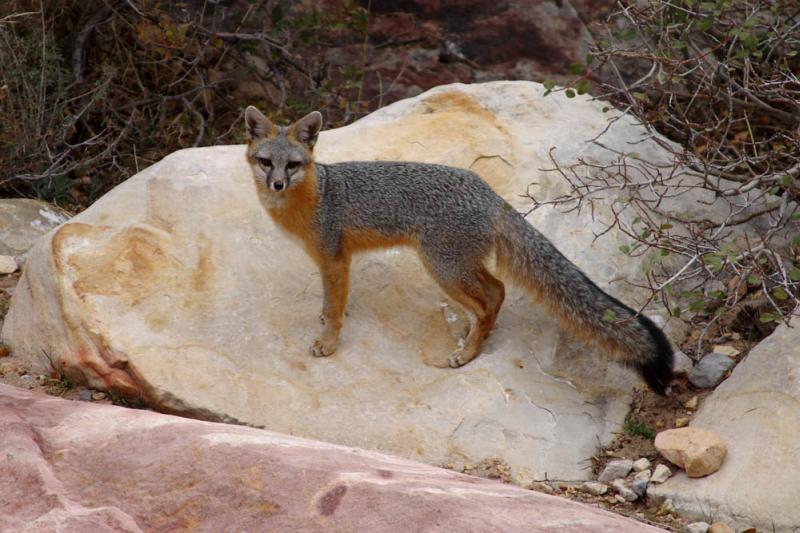 Z-JamesPhelps-grayfox.jpg