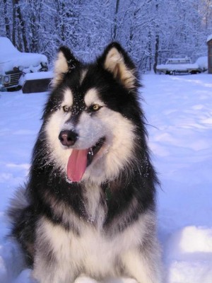African%20Wild%20Dog%204-5-08_Tad%20Motoyama%209761.jpg