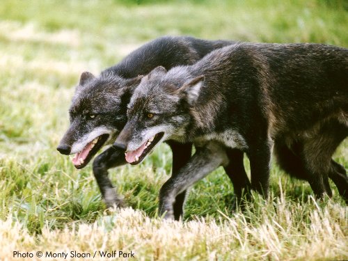 Vega_and_Ursa_parallel_walking.jpg