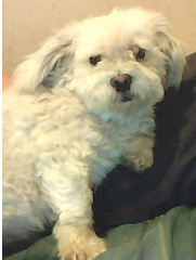 bella.JPG