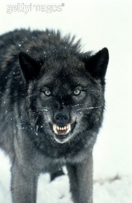 snarling.jpg