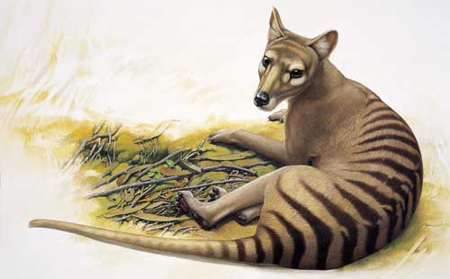 THYLACINE[1].jpg
