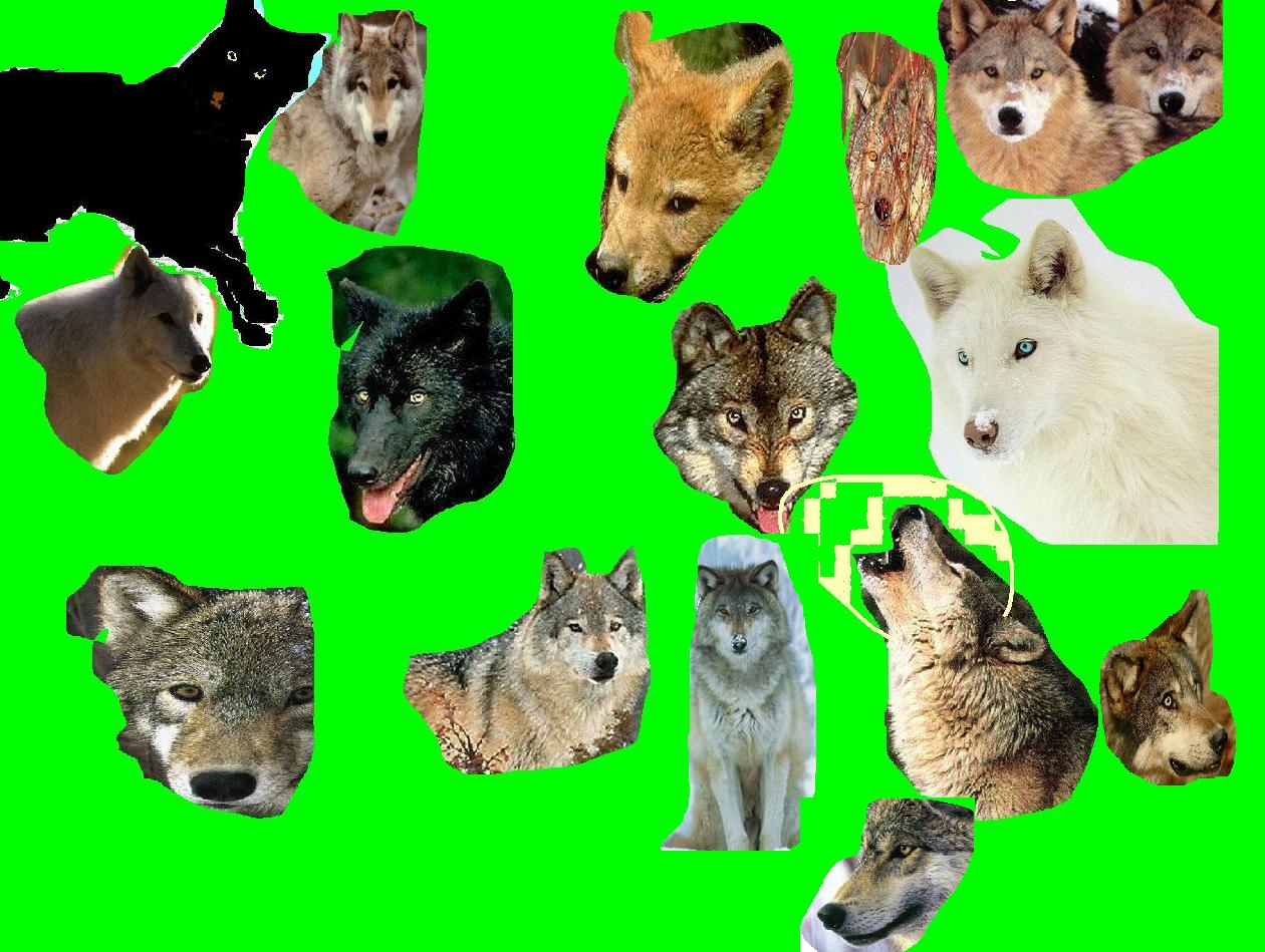 pyramide de loups.jpg
