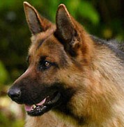 GSD.jpg