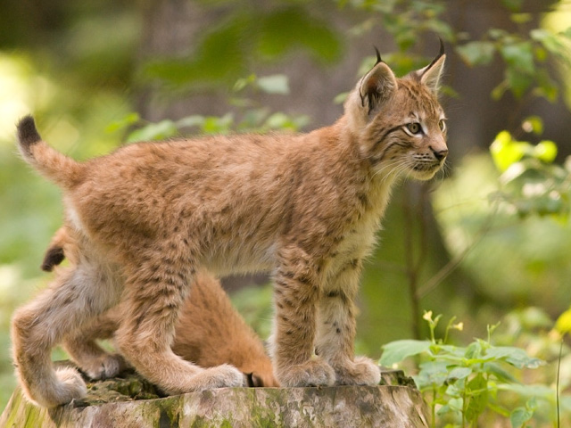 apropos_lynx.jpg