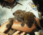bébé loups rouges.jpg