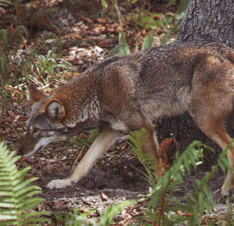 loup rouge.jpg