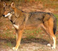 loup rouge 2.jpg