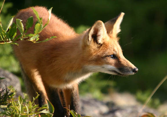 renard2sw.jpg