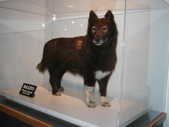 Balto%20Angle%20View.jpg