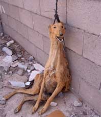 caza-galgos-2.jpg