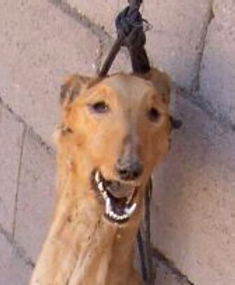 galgos_cm.jpg