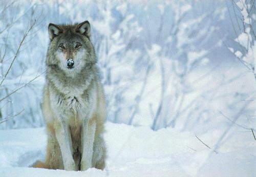 loup.JPG