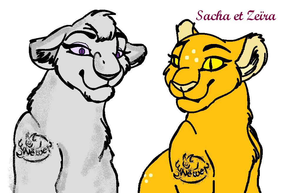 sacha zeira.jpg