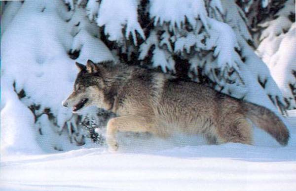 Loup 3.jpg