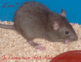 MonRat.jpg