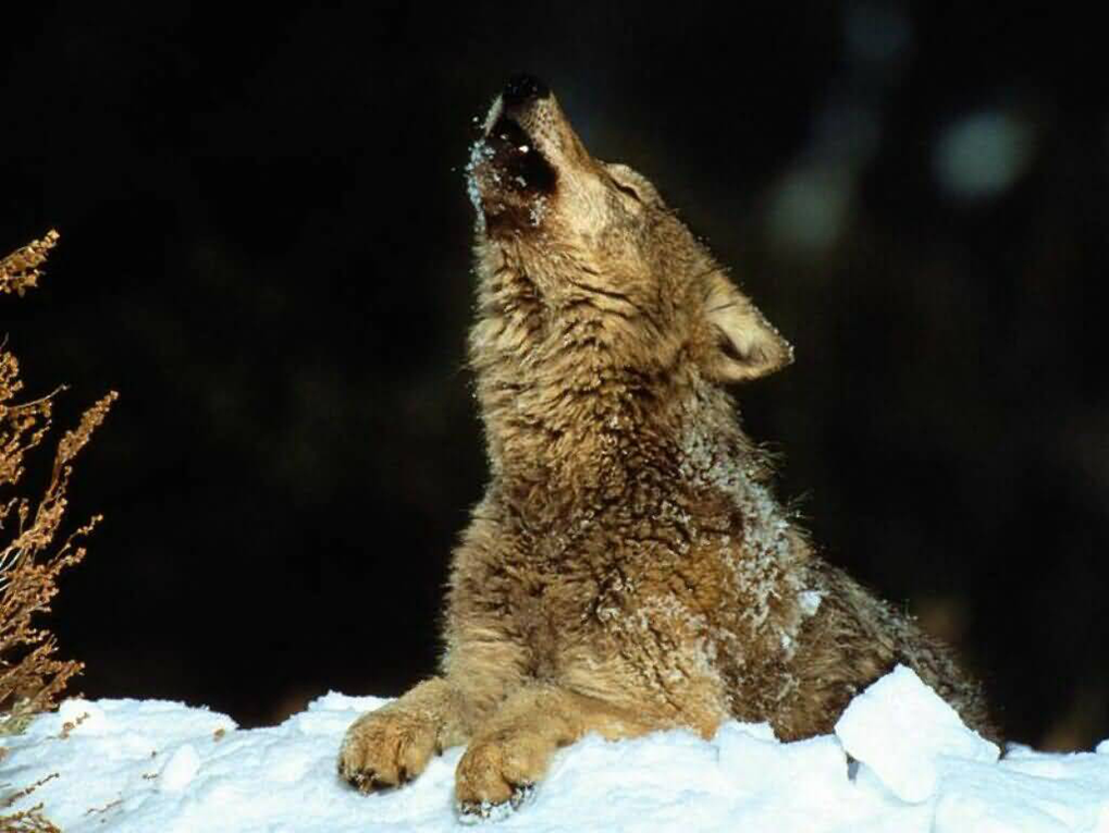 WOLF
