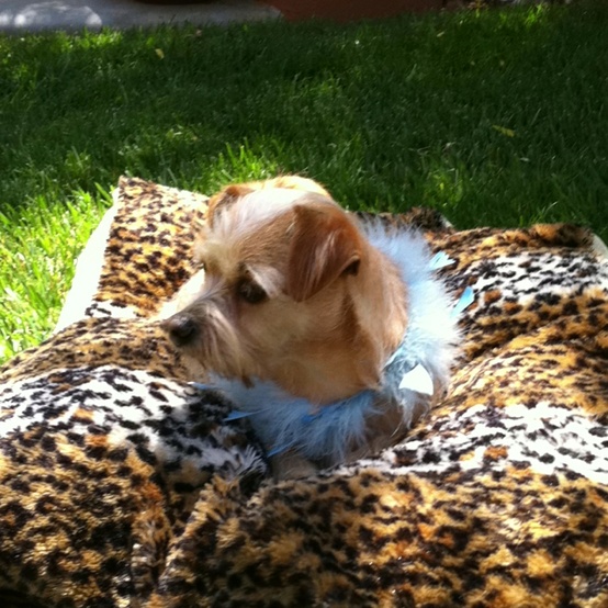 This my dog Trixie