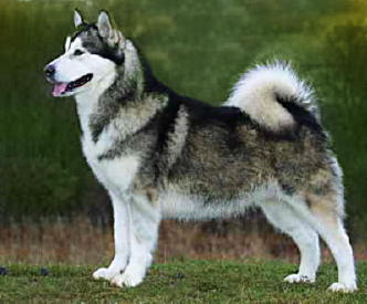 Alaskan