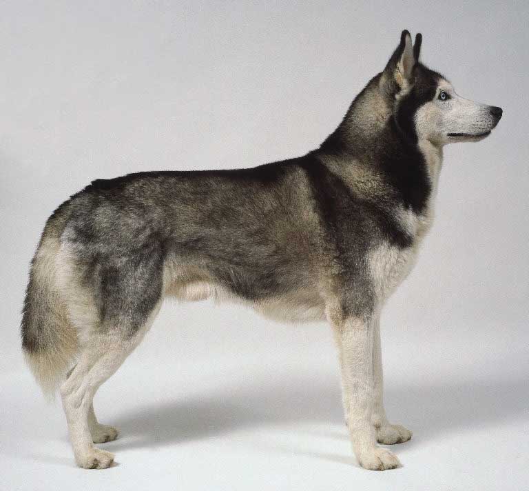 Malamute