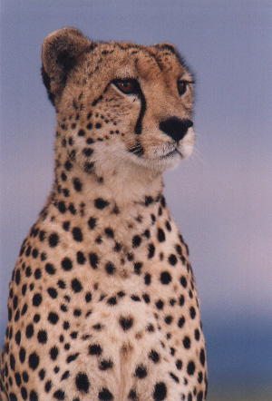 i love cheetahs!!
