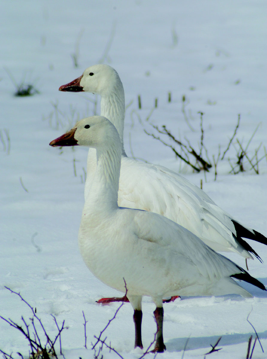 Goose