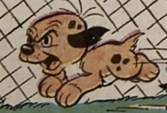 Dog