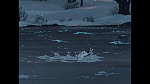101 Dalmatians picture