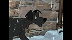 101 Dalmatians picture