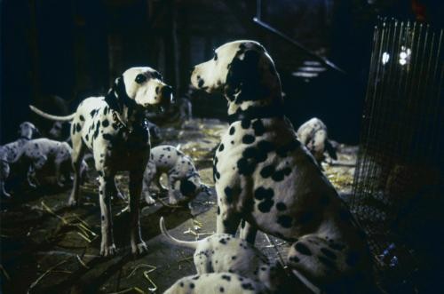 Dalmatiens