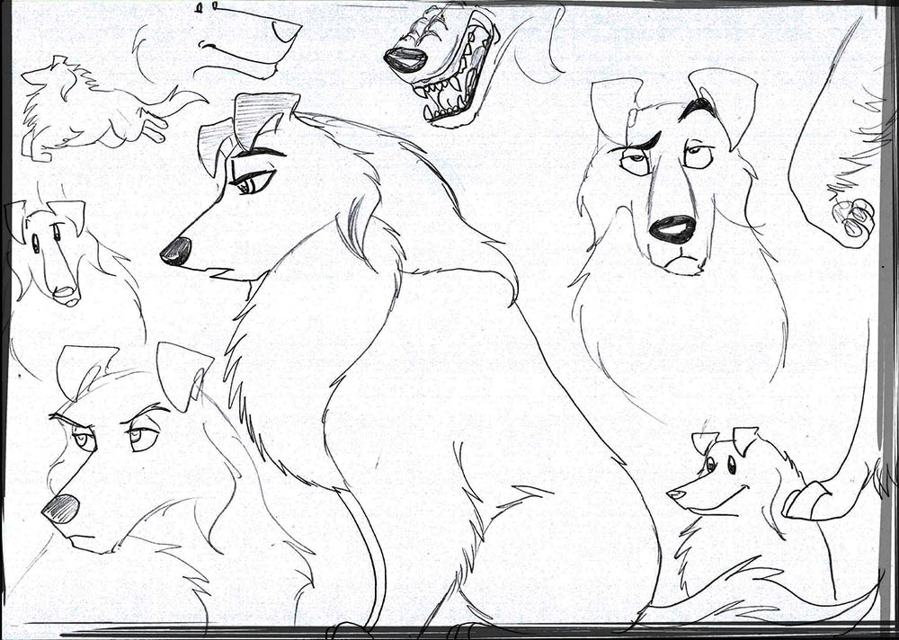Brouillon de Collie
