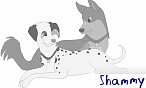 shammy