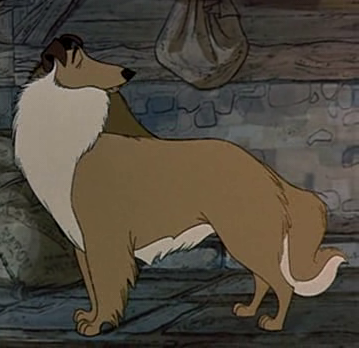 Detail Collie 