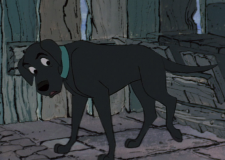 Detail Labrador