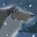 Avatar Collie
