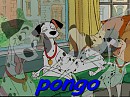 pongo