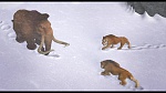 Image L'Age de Glace