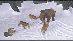 Image L'Age de Glace