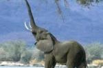 Anecdotes of Ice Age 3