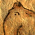 Compagne de Manfred