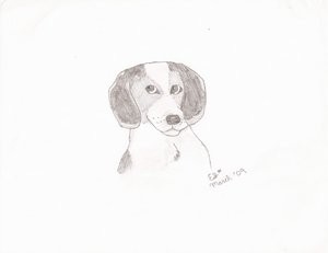 Beagle