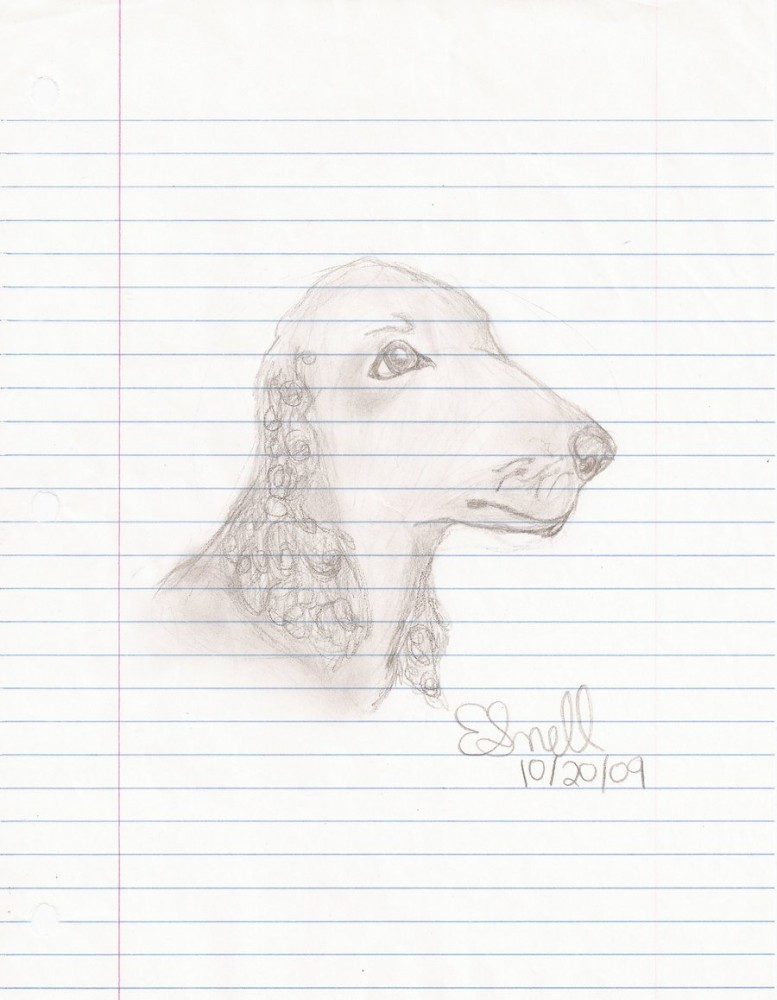 Cocker Spaniel