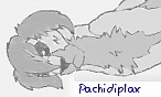 pachidiplax