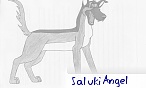 SalukiAngel