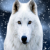 KävikTheWolfDog